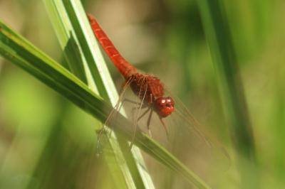 Crocothemis erythraea