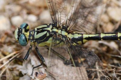 Gomphe de Graslin  (<i>Gomphus graslinii</i>)