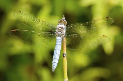 Orthétrum brun  (<i>Orthetrum brunneum</i>)