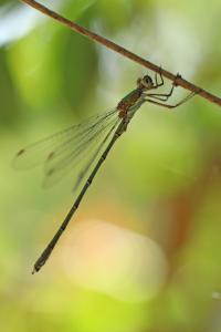 Leste vert