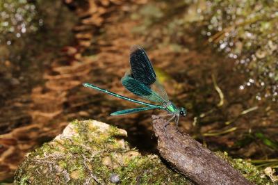Calopteryx splendens