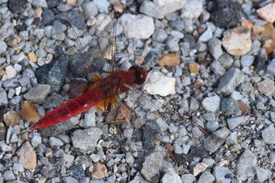 Crocothémis écarlate  (<i>Crocothemis erythraea</i>)