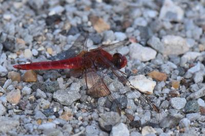 Crocothémis écarlate  (<i>Crocothemis erythraea</i>)
