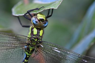 Aeschne bleue  (<i>Aeshna cyanea</i>)