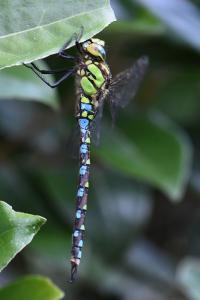 Aeschne bleue 