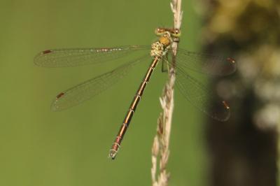 Leste verdoyant (<i>Lestes virens</i>)