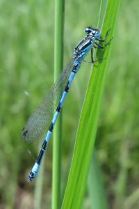 Agrion de Mercure