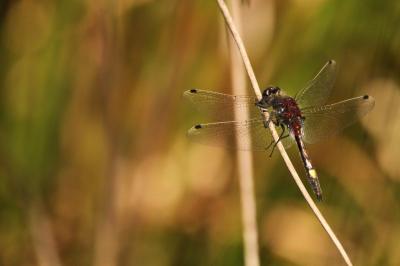 Leucorrhinia pectoralis