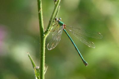 Leste vert (<i>Chalcolestes viridis</i>)