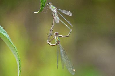 Leste vert