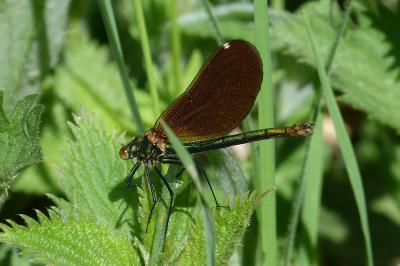 Calopteryx virgo