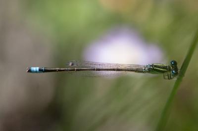 Agrion nain 