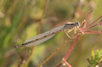 Agrion porte-coupe (<i>Enallagma cyathigerum</i>)