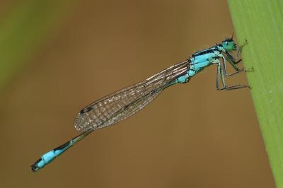 Agrion élégant