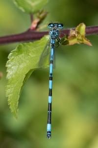 Agrion de Mercure
