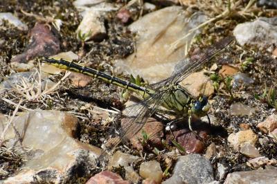 Gomphus pulchellus