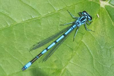 Agrion jouvencelle (<i>Coenagrion puella</i>)