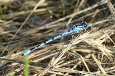 Agrion porte-coupe (<i>Enallagma cyathigerum</i>)