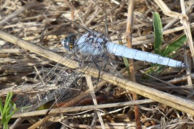 Orthétrum brun  (<i>Orthetrum brunneum</i>)