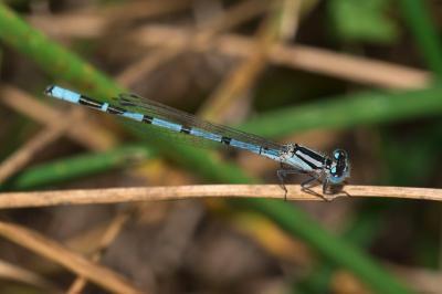 Agrion porte-coupe