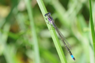 Agrion élégant