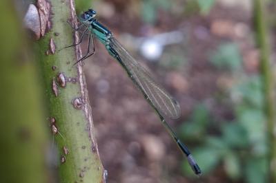 Agrion élégant
