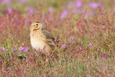 Pipit de Richard