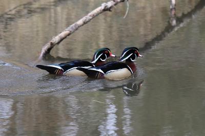 Canard carolin