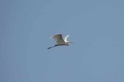 Grande Aigrette (<i>Ardea alba</i>)