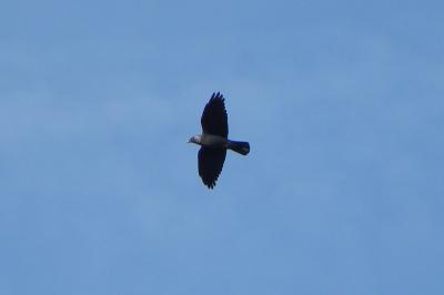 Choucas des tours (<i>Corvus monedula</i>)
