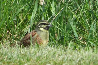 Emberiza cirlus