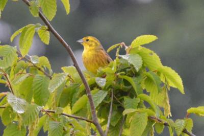 Bruant jaune (<i>Emberiza citrinella</i>)