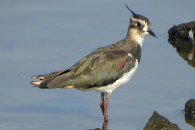 Vanellus vanellus