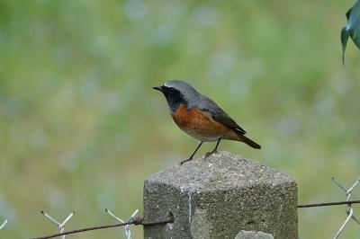 Phoenicurus phoenicurus