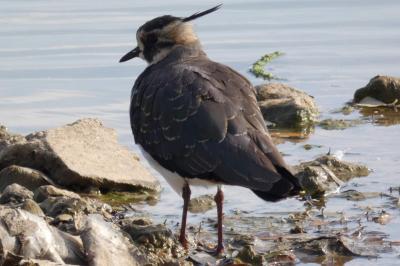 Vanellus vanellus