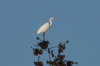 Ardea alba