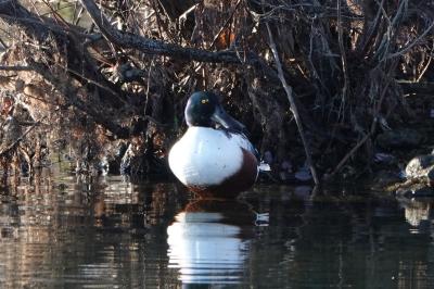 Canard souchet