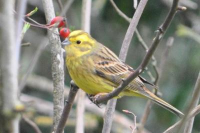 Emberiza citrinella