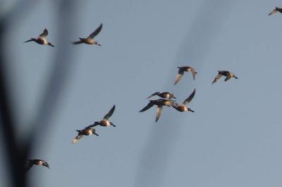 Canard souchet (<i>Spatula clypeata</i>)