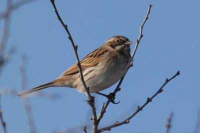 Bruant des roseaux