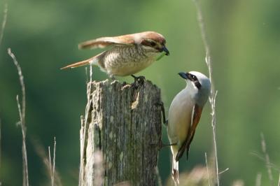 Pie-grièche écorcheur (<i>Lanius collurio</i>)