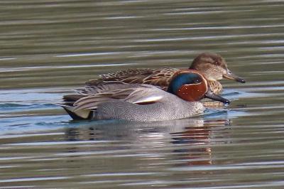 Anas crecca
