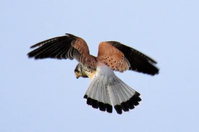 Faucon crécerelle