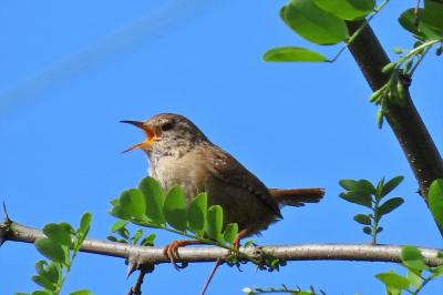 Troglodytes troglodytes