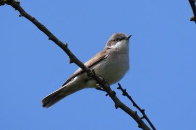 Fauvette babillarde (<i>Curruca curruca</i>)