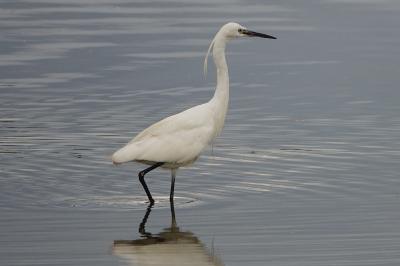 Aigrette garzette