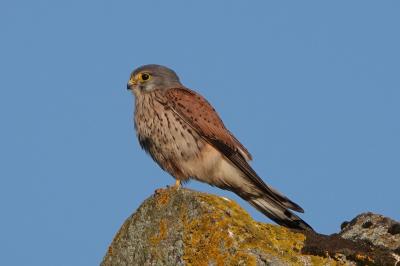 Faucon crécerelle (<i>Falco tinnunculus</i>)