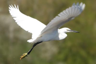 Aigrette garzette