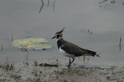 Vanneau huppé (<i>Vanellus vanellus</i>)