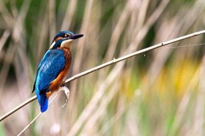 Alcedo atthis